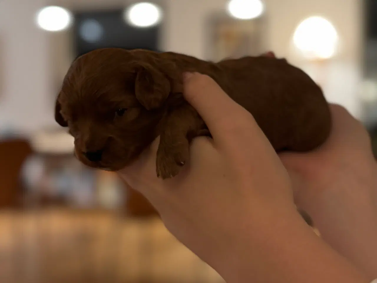 Billede 5 - Shihpoo hvalpe