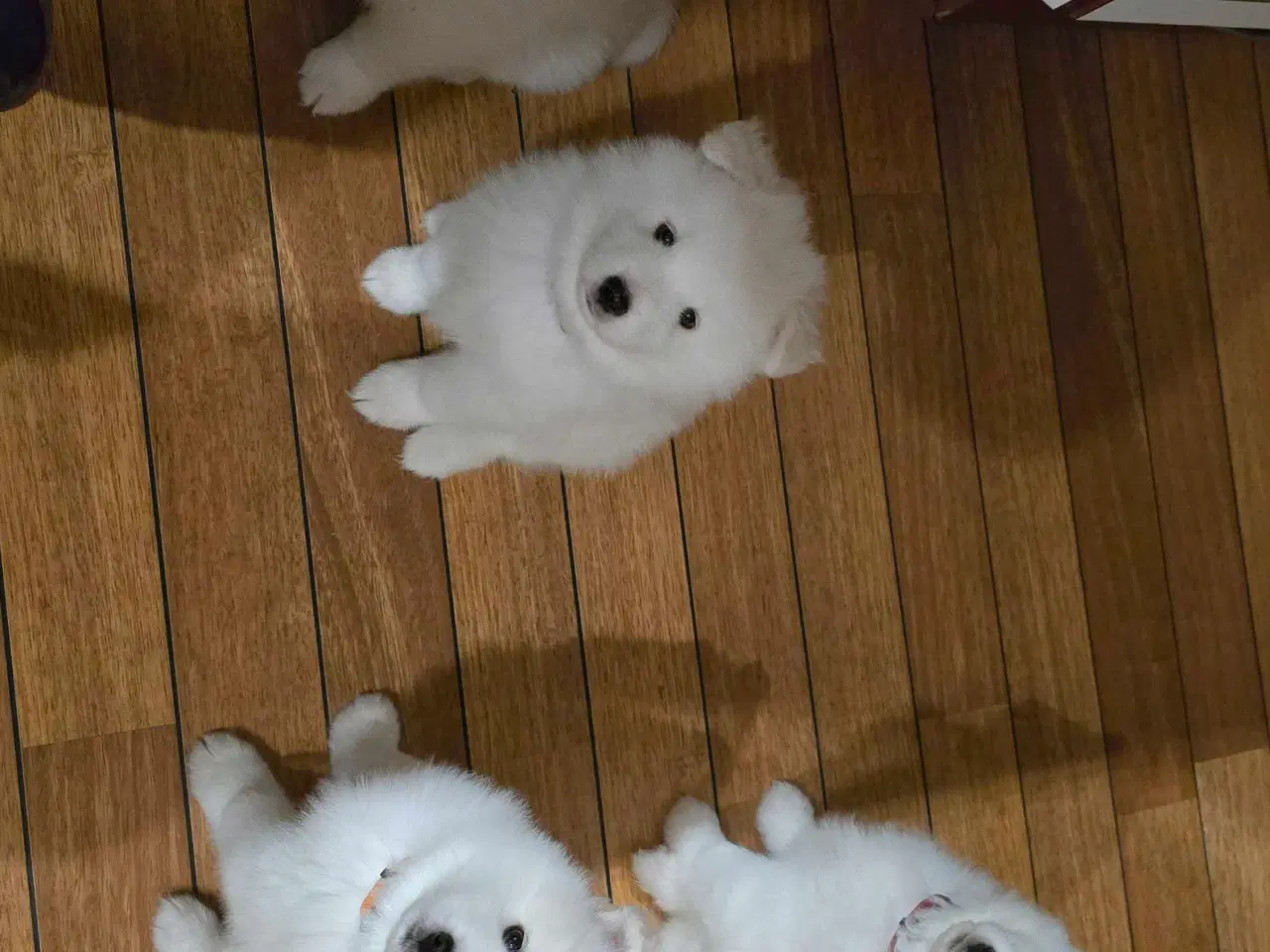 Billede 9 - Samojede hvalp