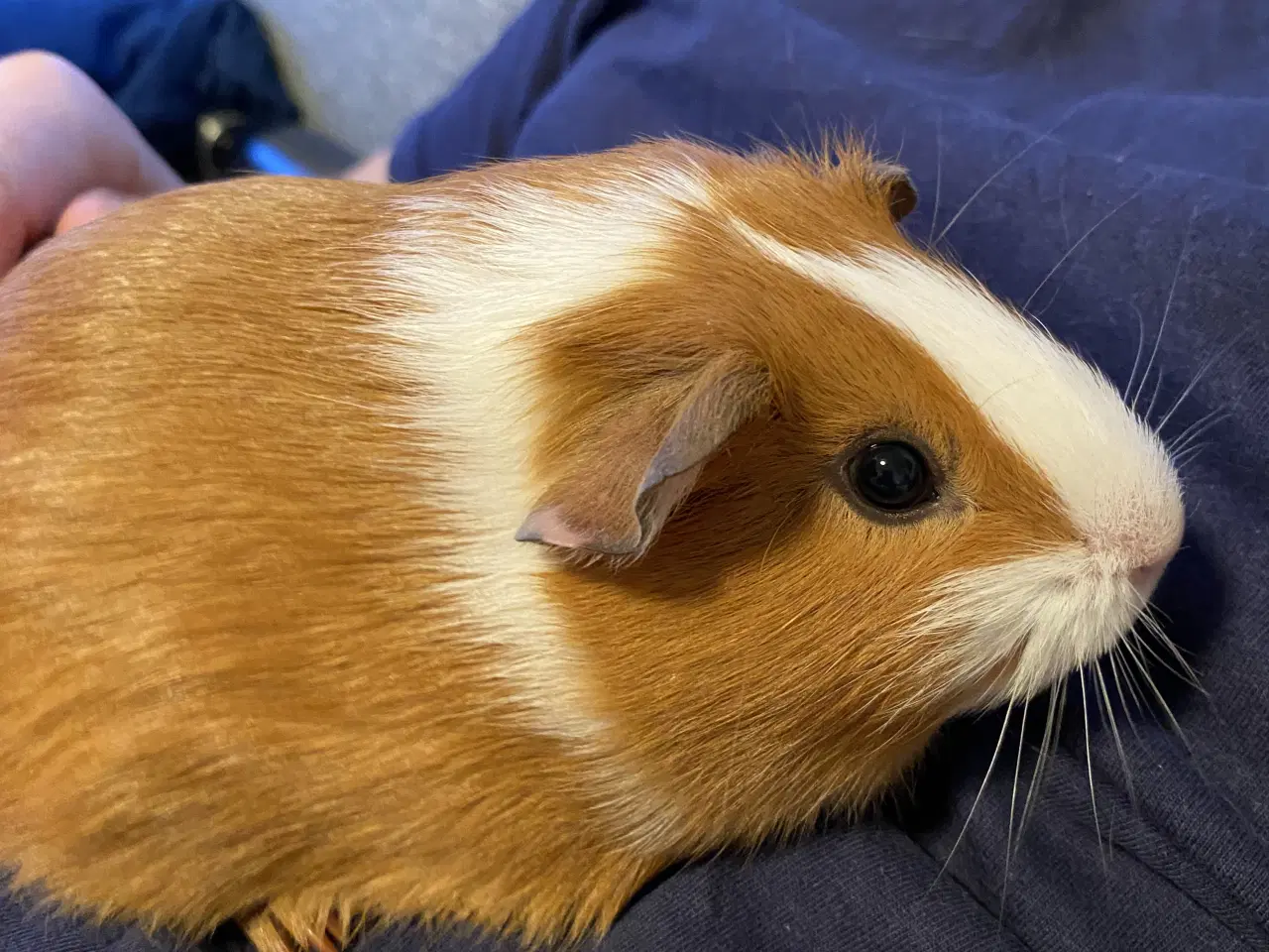 Billede 8 - Den sødeste marsvinunge (hun)