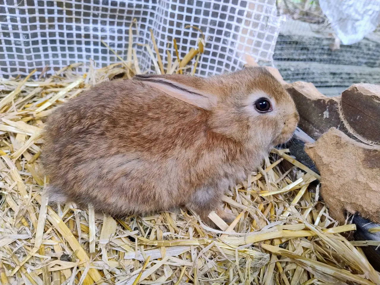 Billede 1 - Kæmpe belgisk / bourgogne 