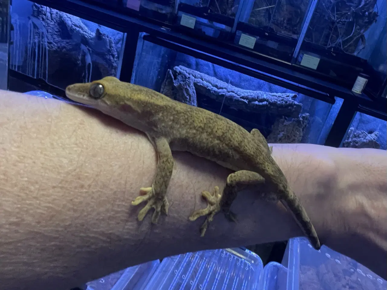 Billede 10 - Gekko’er fra Ny kaledonien