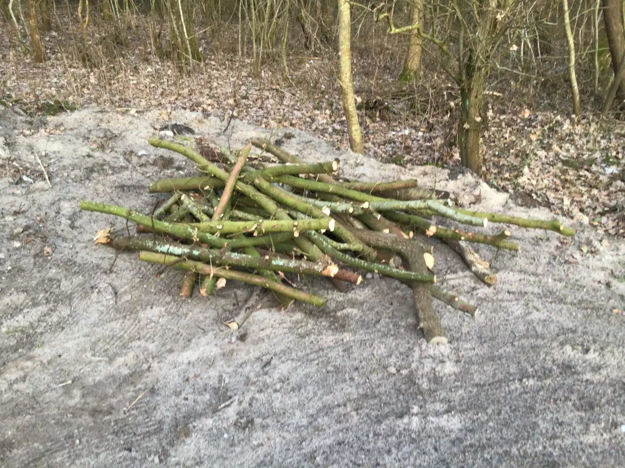 Billede 2 - Birk og eg