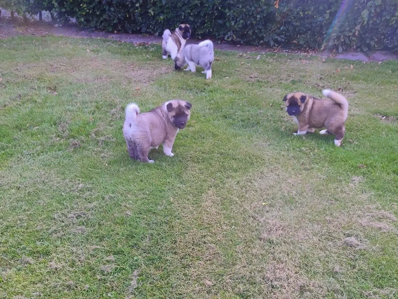 Billede 3 - Hundehvalpe Akita American 