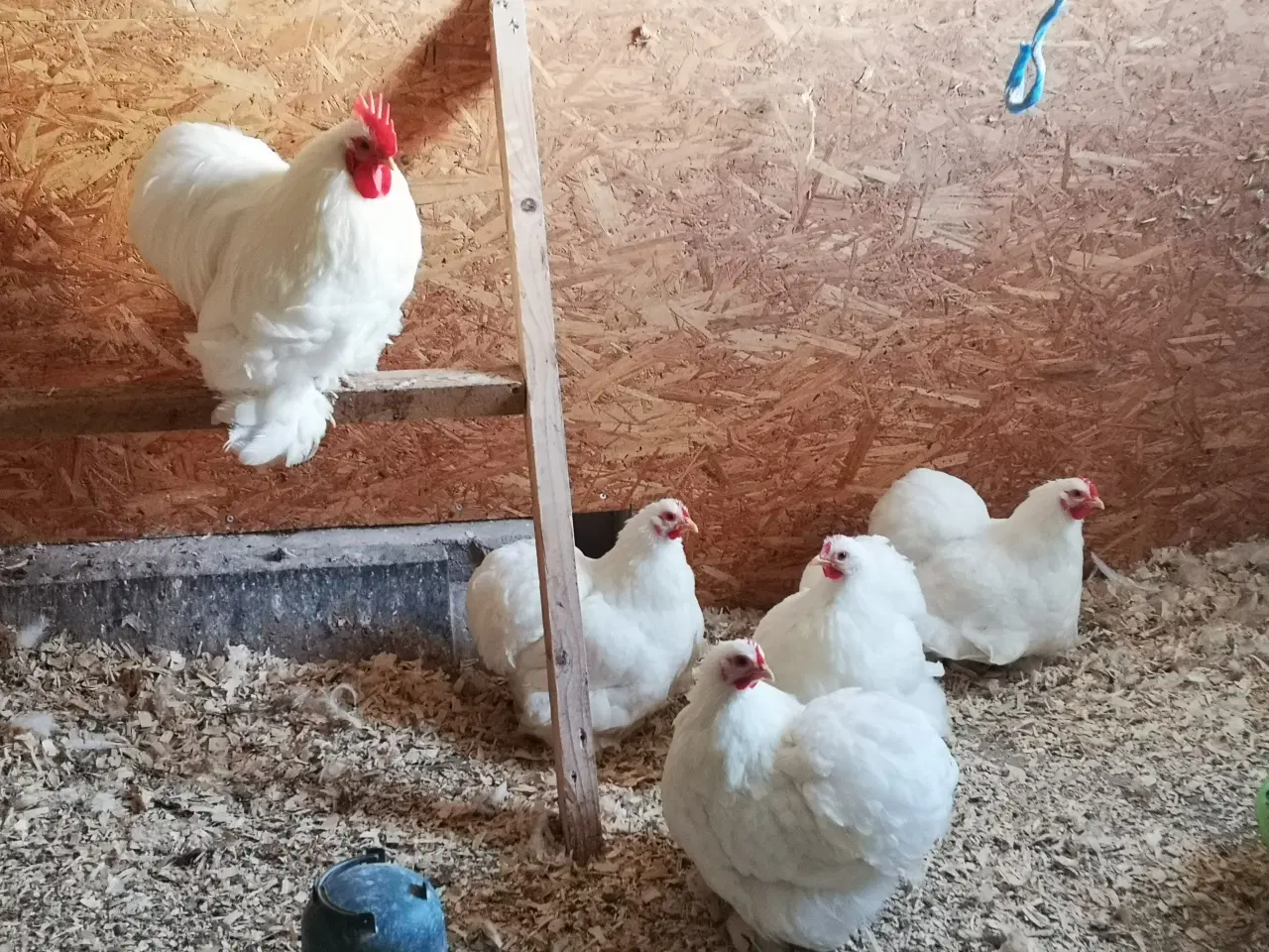 Billede 5 - Dværg kochin 