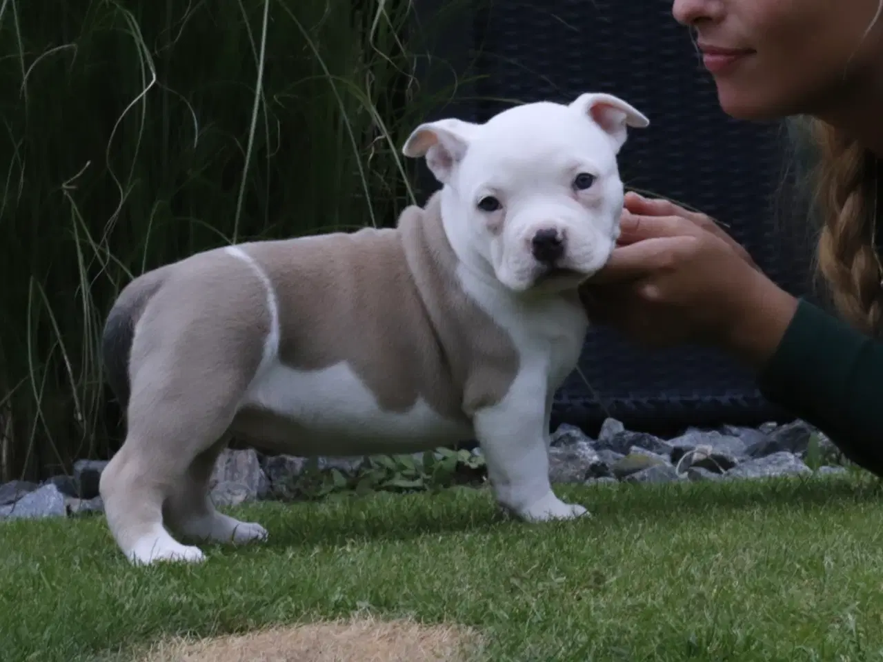 Billede 8 - American bully hvalpe