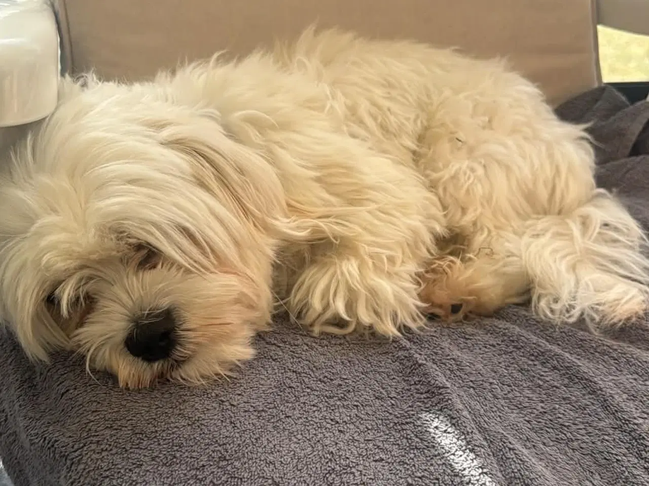 Billede 5 - Boomer (Shih Tzu / Malteser)