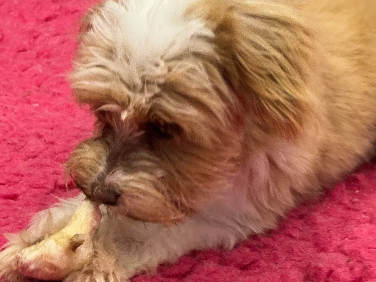 Billede 2 - Maltipoo4love 2 Smukke  drenge 