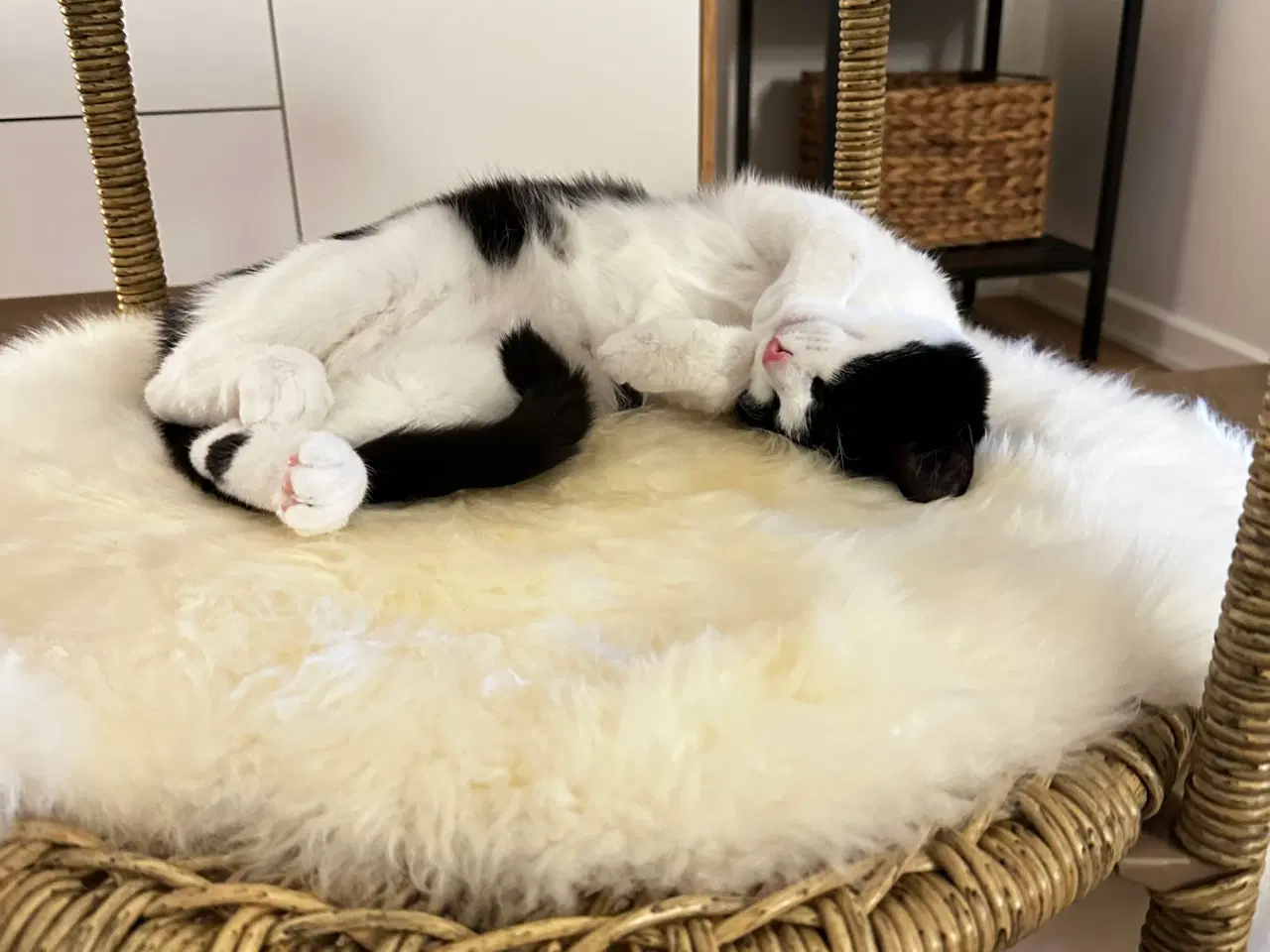 Billede 1 - Kat på 5 måneder