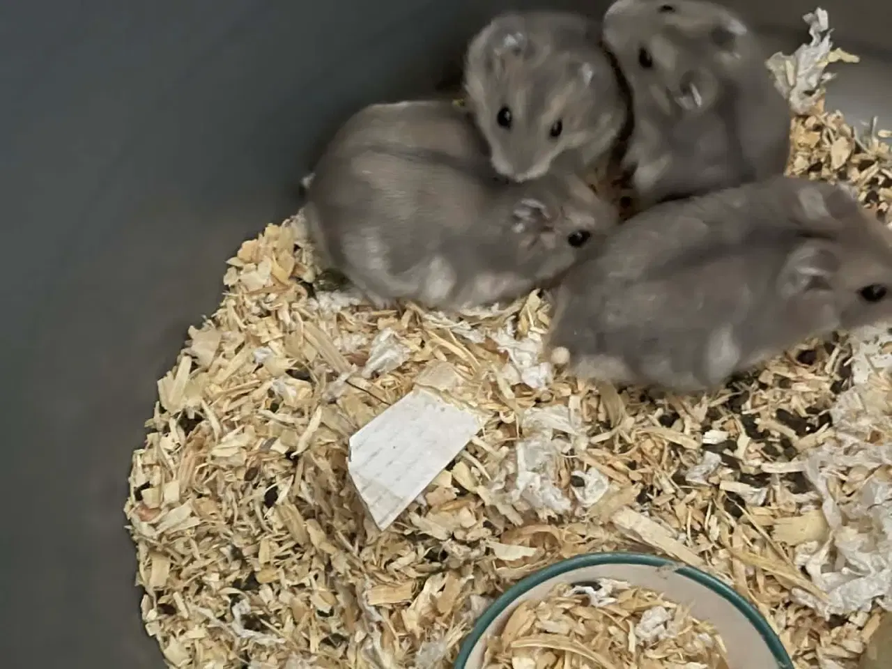 Billede 1 - Hamster fra 1 dag gammel til 4 måneder 