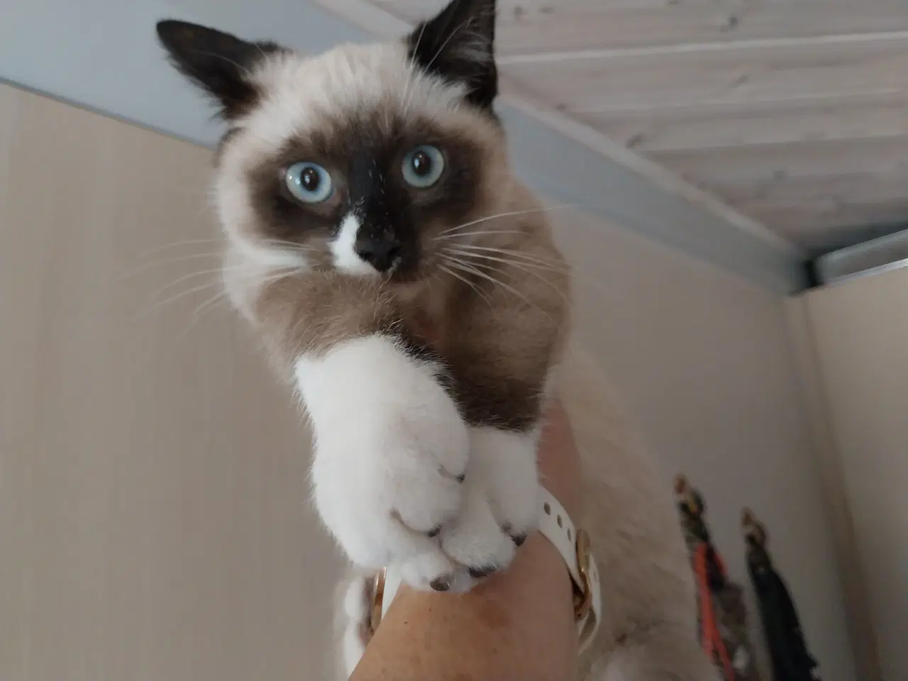 Billede 3 - Søde sociale killinger sælges