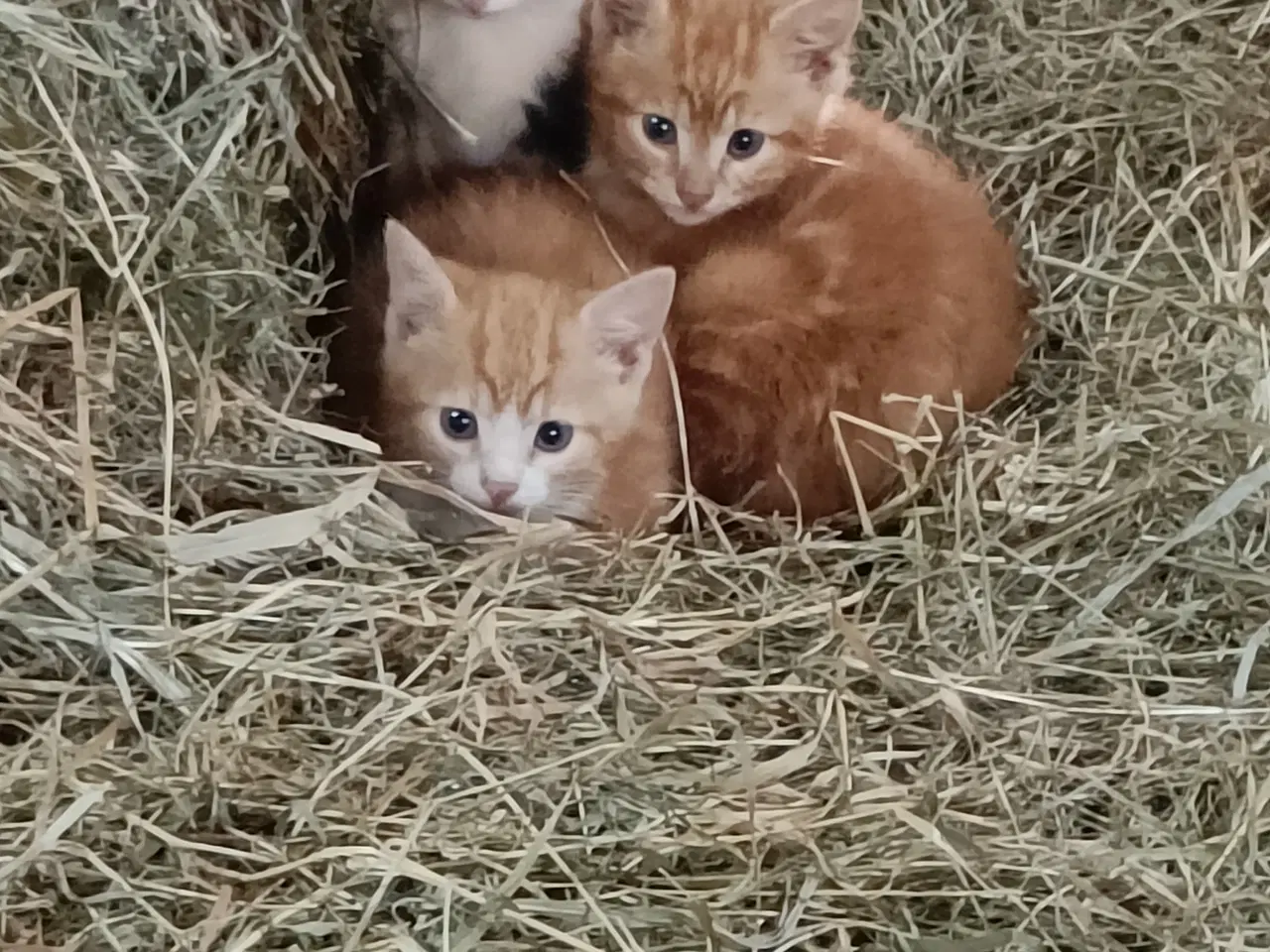 Billede 3 - 2 røde hankatte og 1 hunkat
