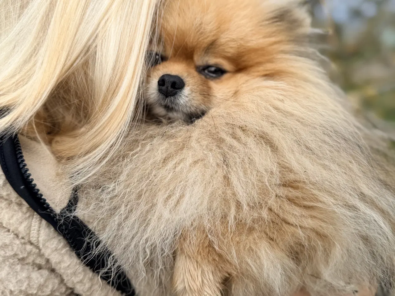 Billede 1 - Pomeranian Dreng