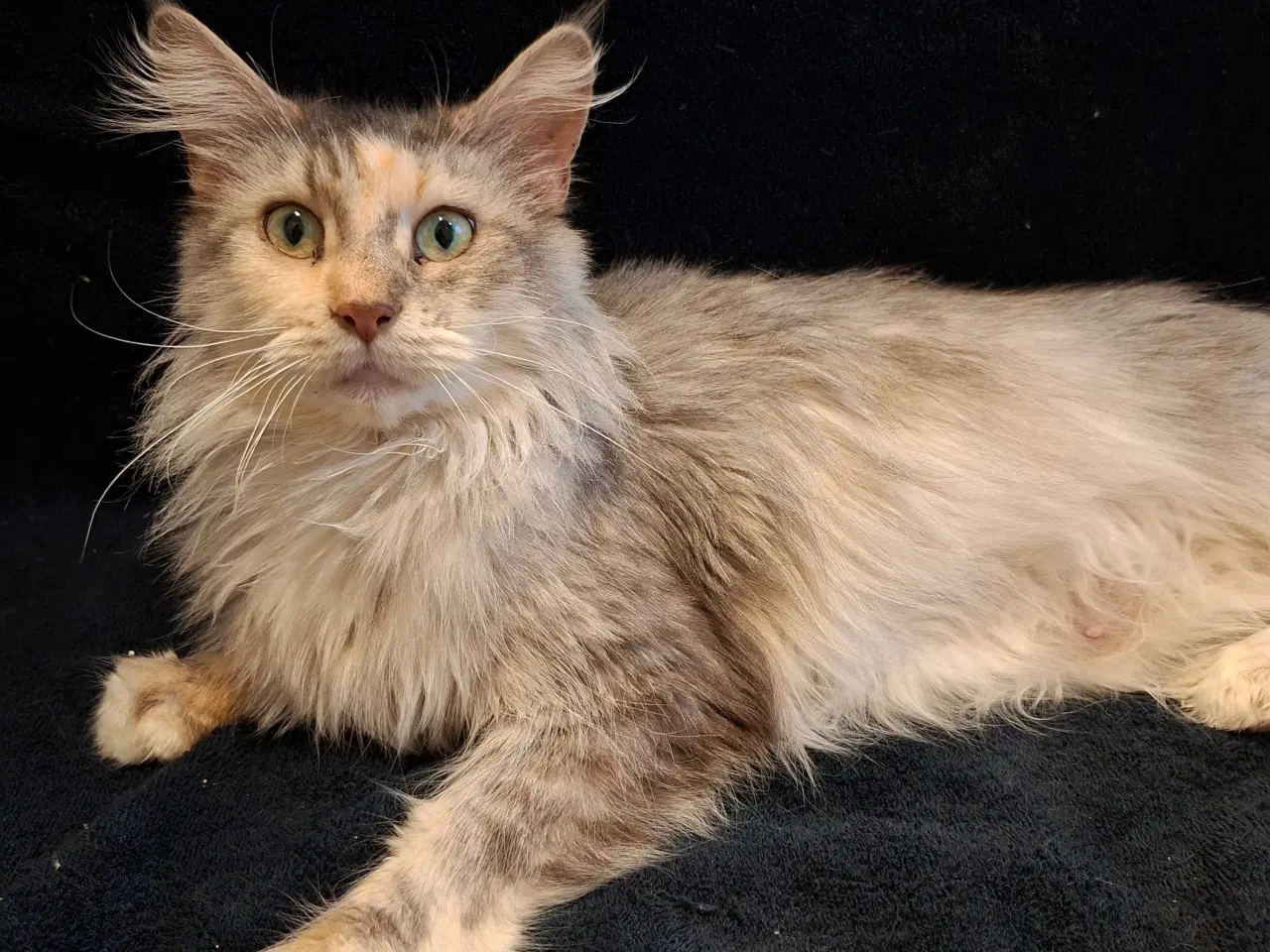 Billede 1 - Smuk maine coon pige søger nyt hjem