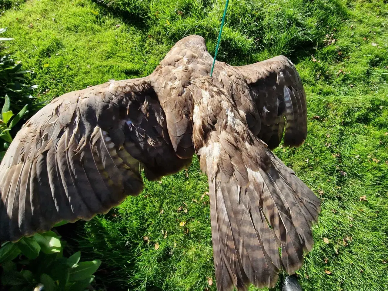 Billede 5 - Musvåge flyvende