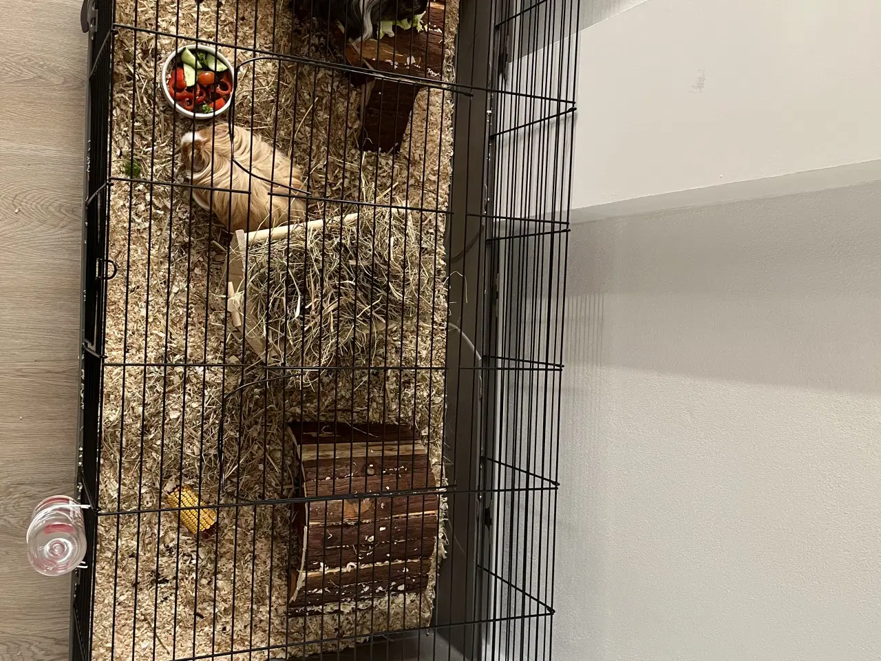 Billede 5 - Søde og håndtamme marsvin sælges 🐹