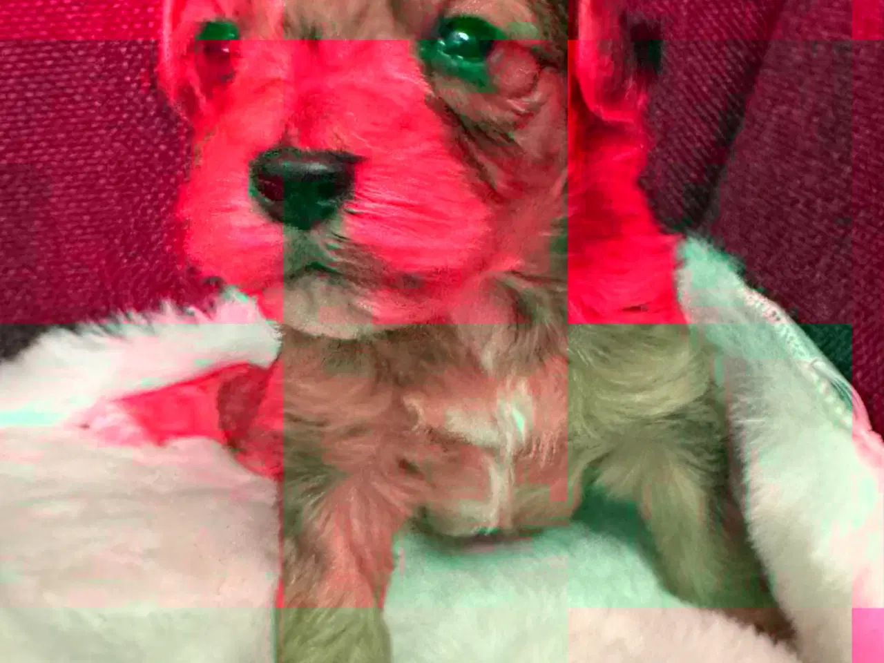 Billede 1 - Havapoo hvalpe