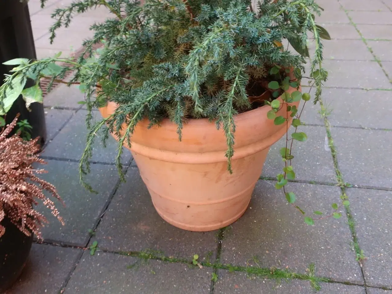 Billede 4 - Plante
