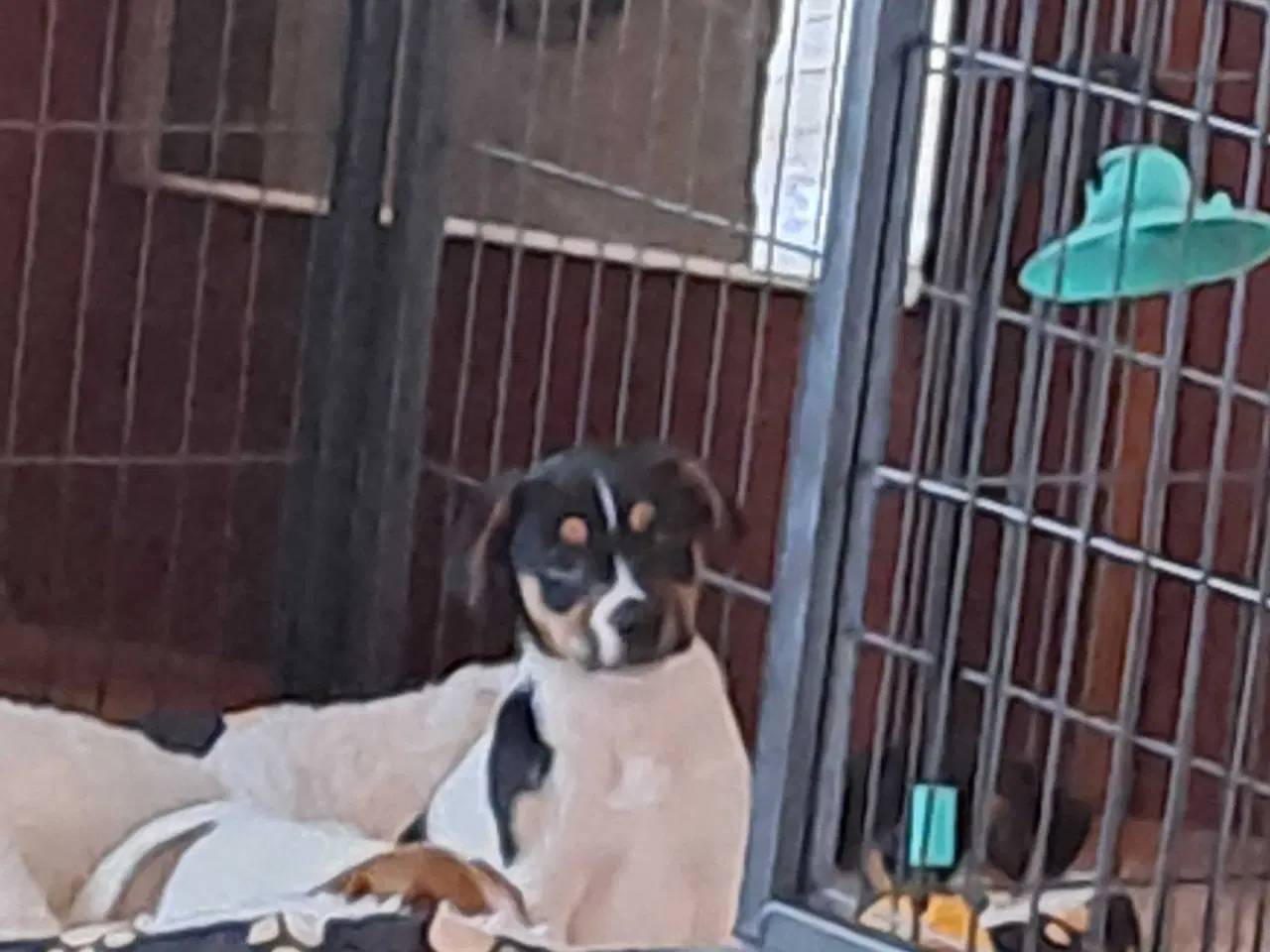 Billede 4 - Dansk svensk gårdhund hvalpe