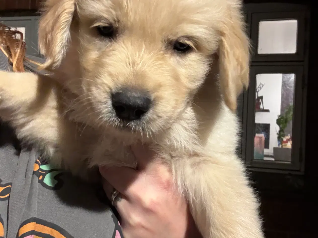 Billede 4 - Super skønne hvalpe klar til at rejse 