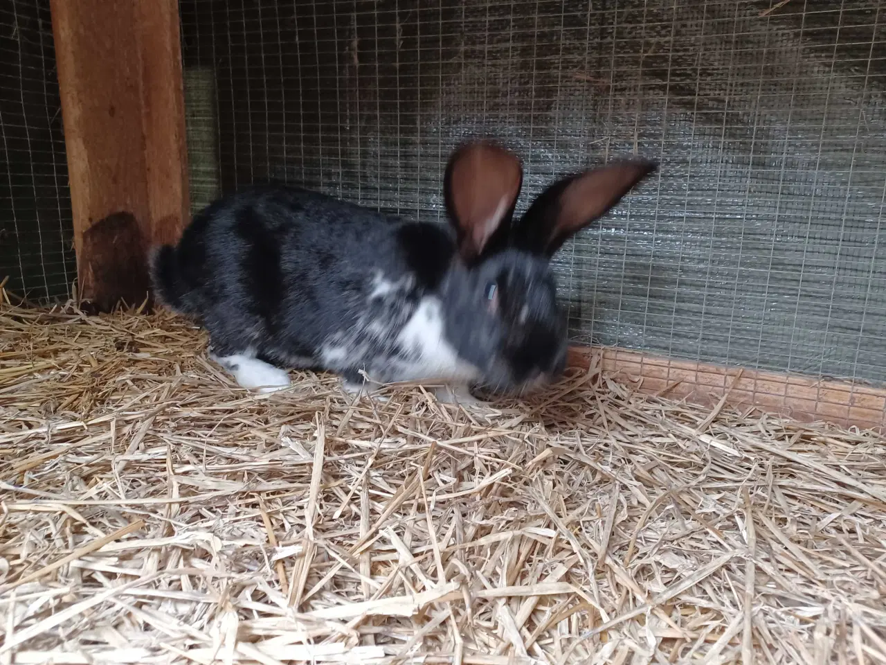 Billede 1 - New Zealand Red blandings han