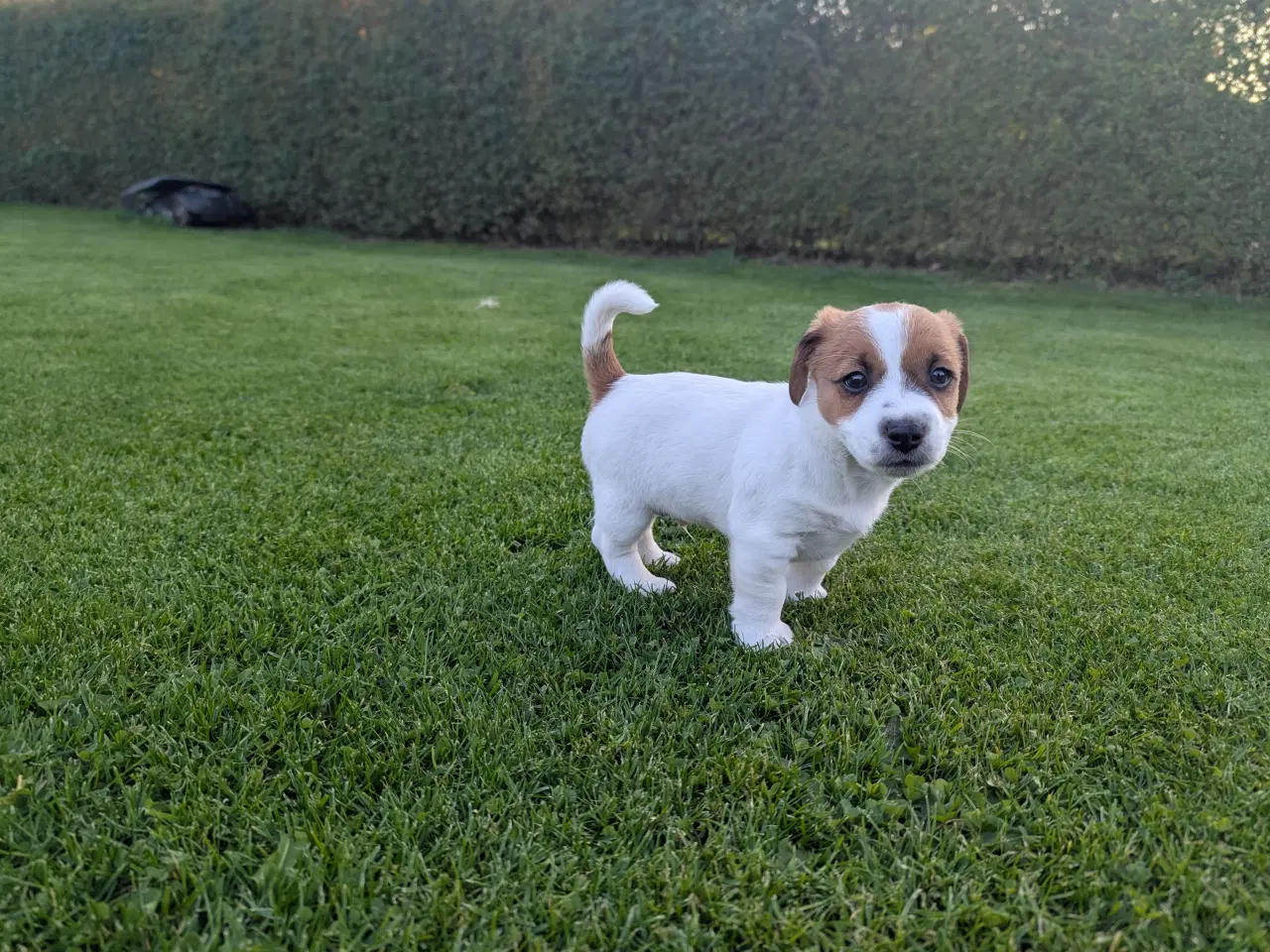 Billede 4 - Jack Russell Terrier, kortbenet, DKK