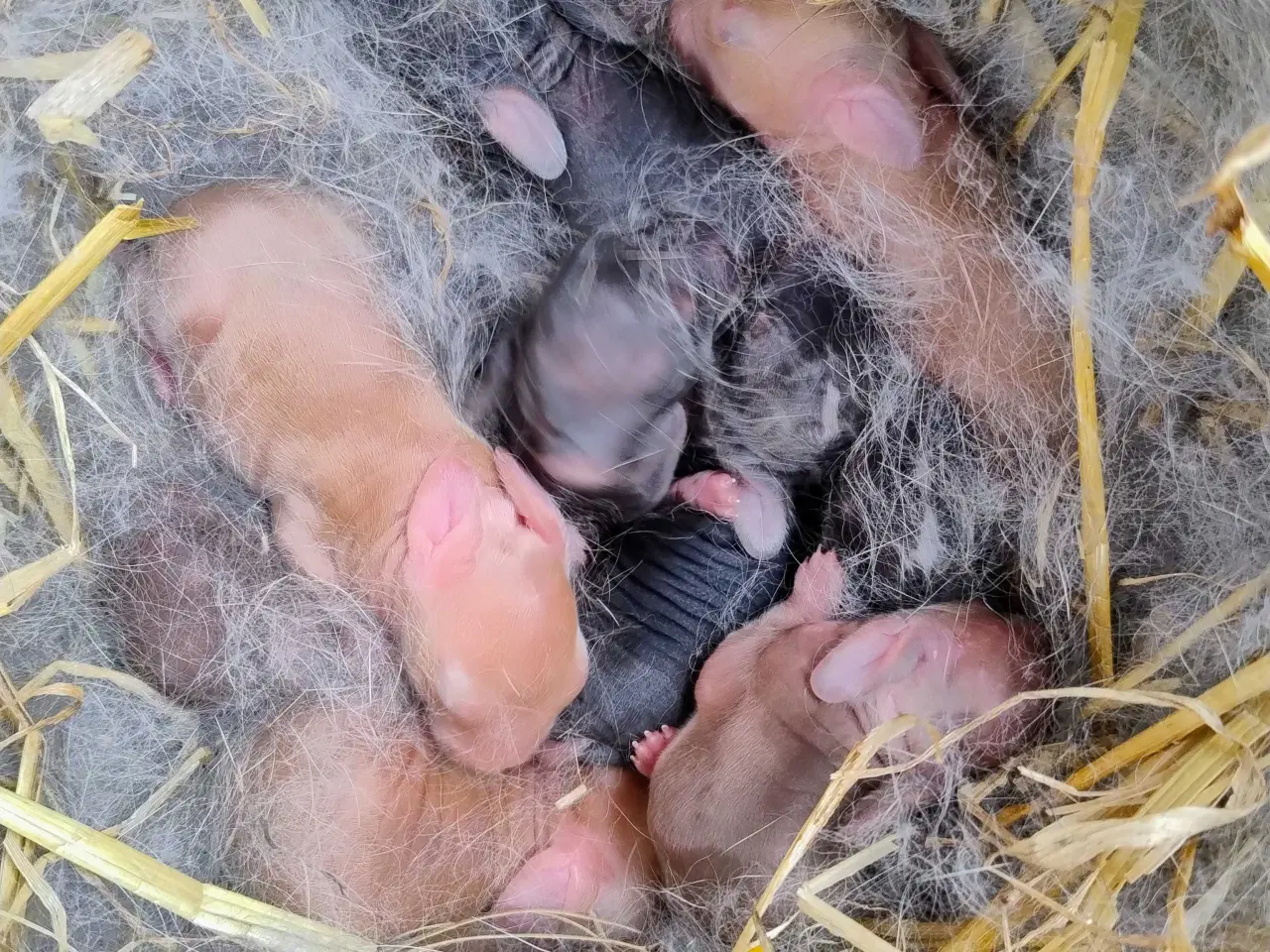 Billede 2 - Kæmpe belgisk 