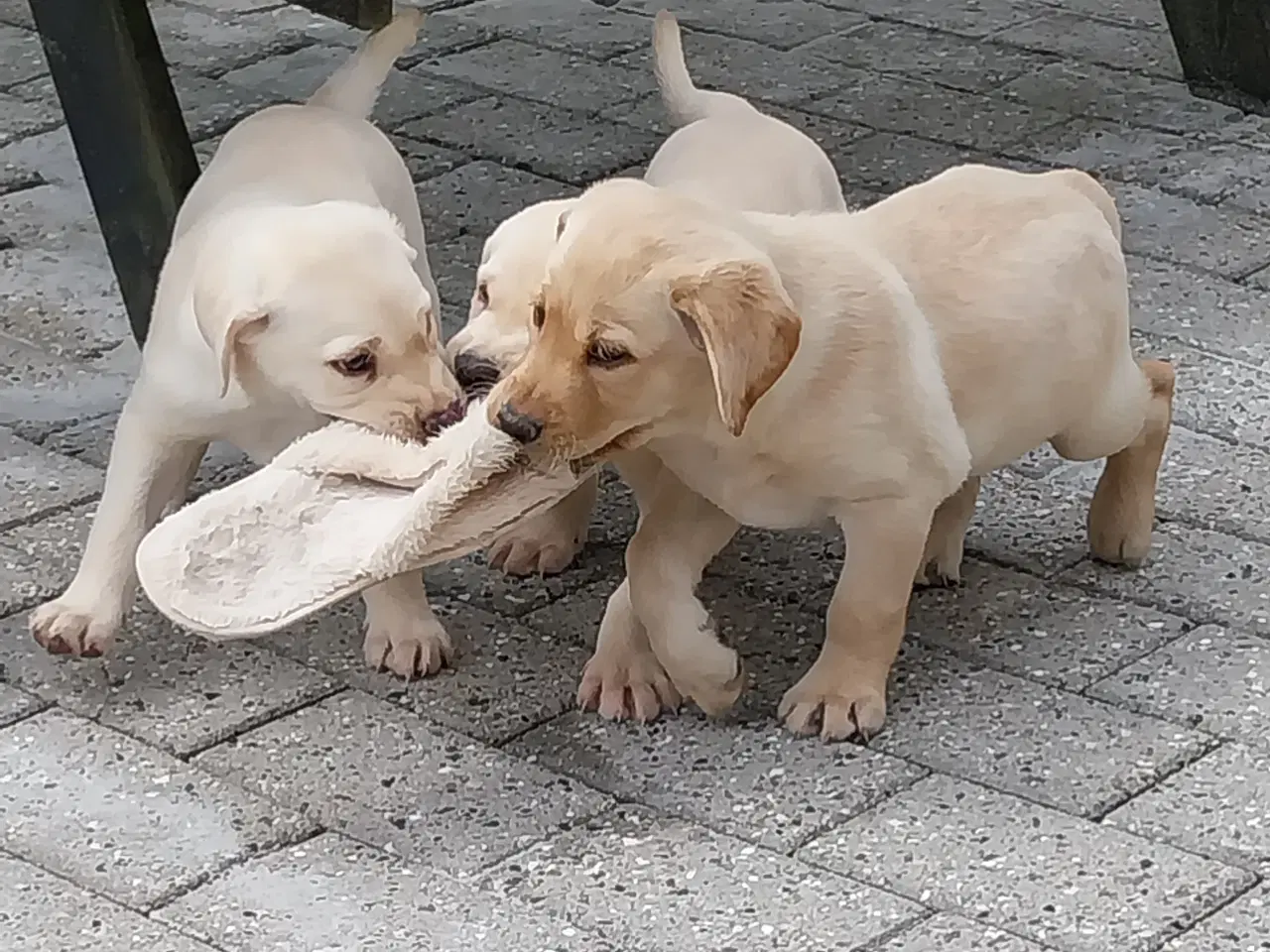 Billede 5 - Gule labrador hvalpe.
