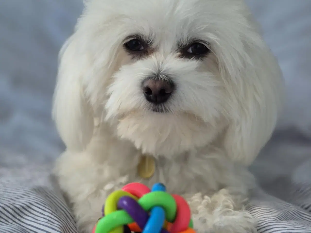 Billede 4 - Bichon Maltes hanhund til parring – Horsens 