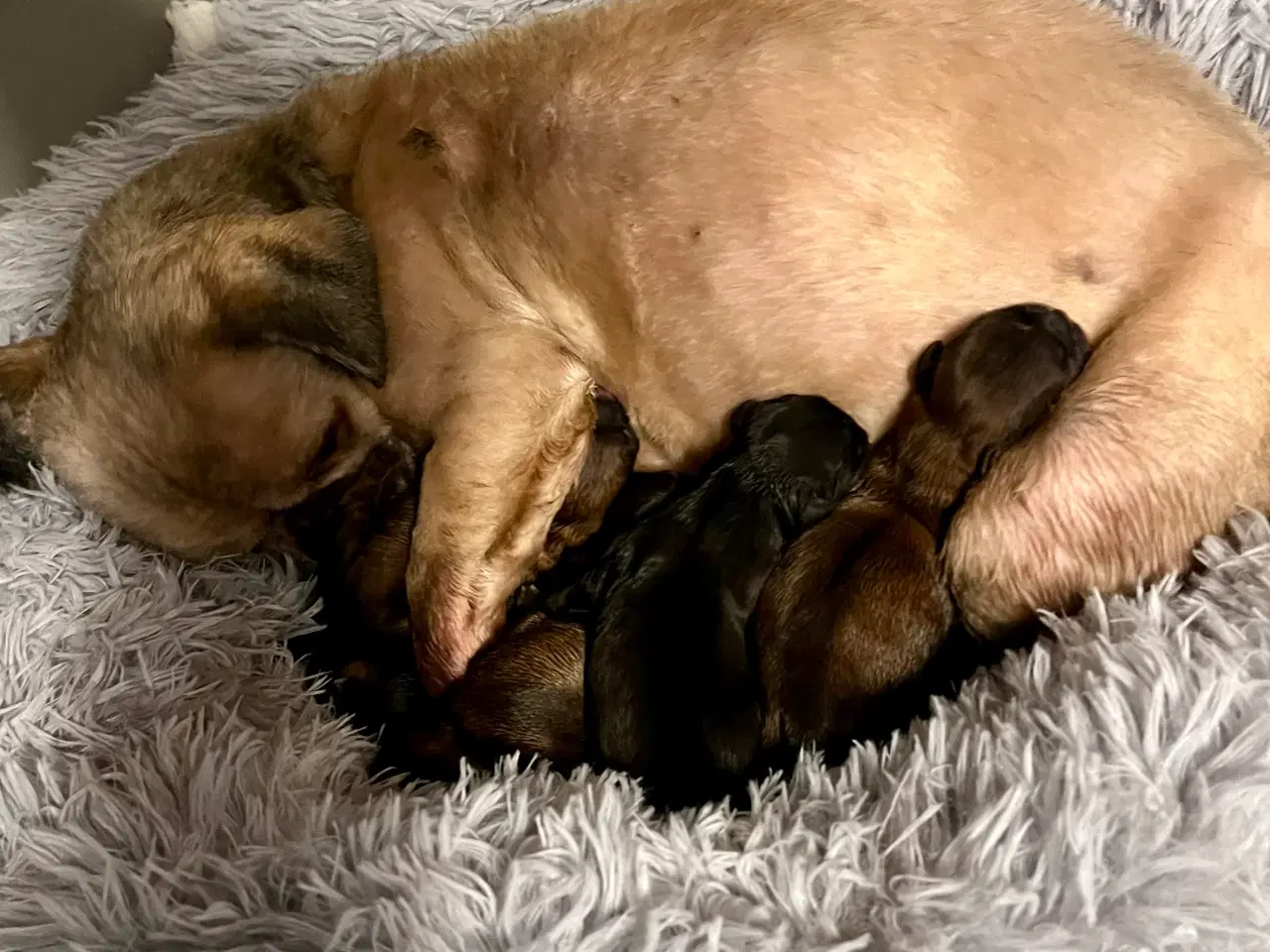 Billede 2 - Skønne Shih tzu hvalpe begge forældre har stambog 