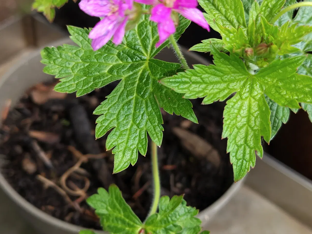 Billede 3 - Geranium Storkenæb 