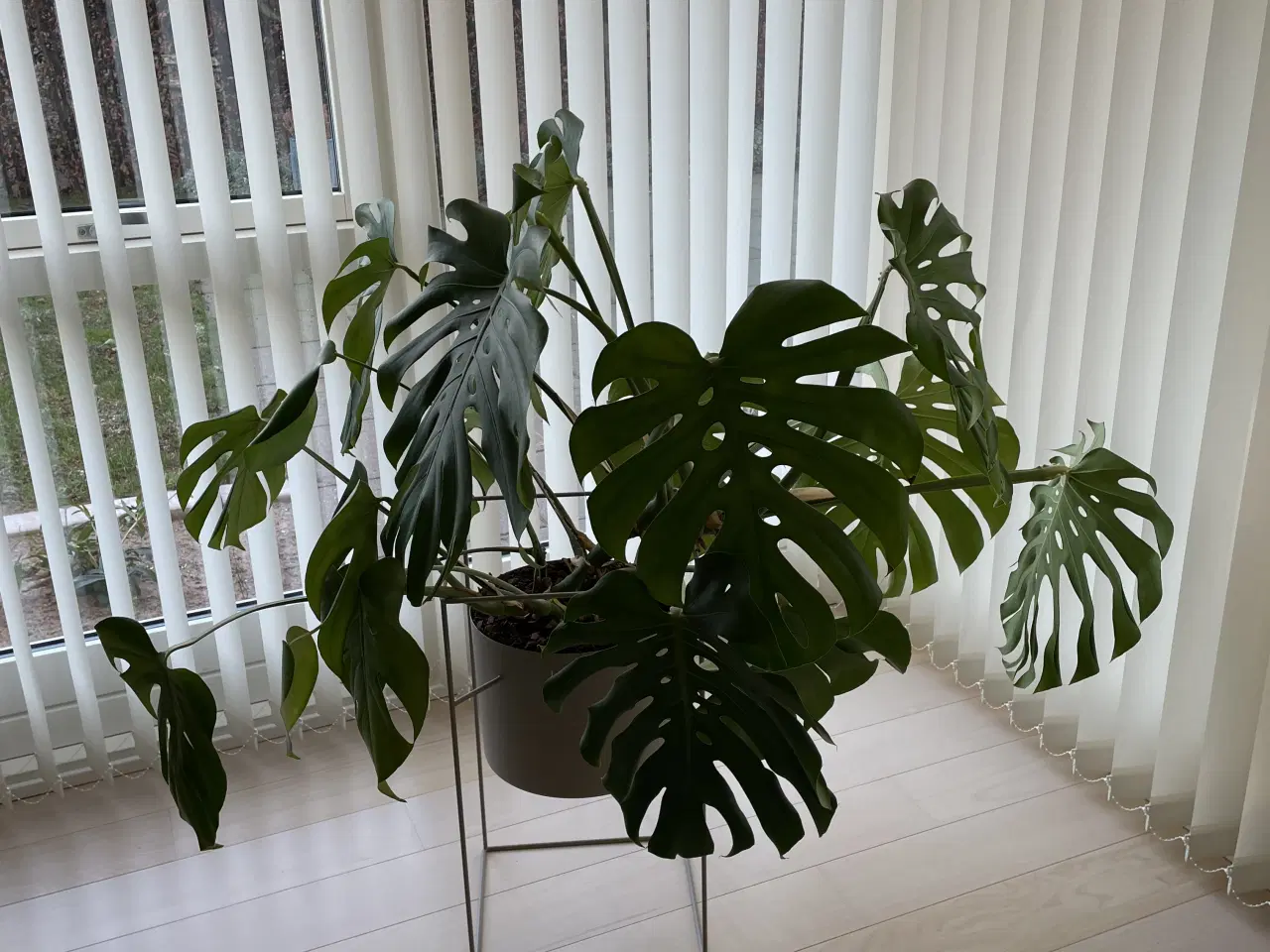 Billede 1 - Stor monstera i urtepotte