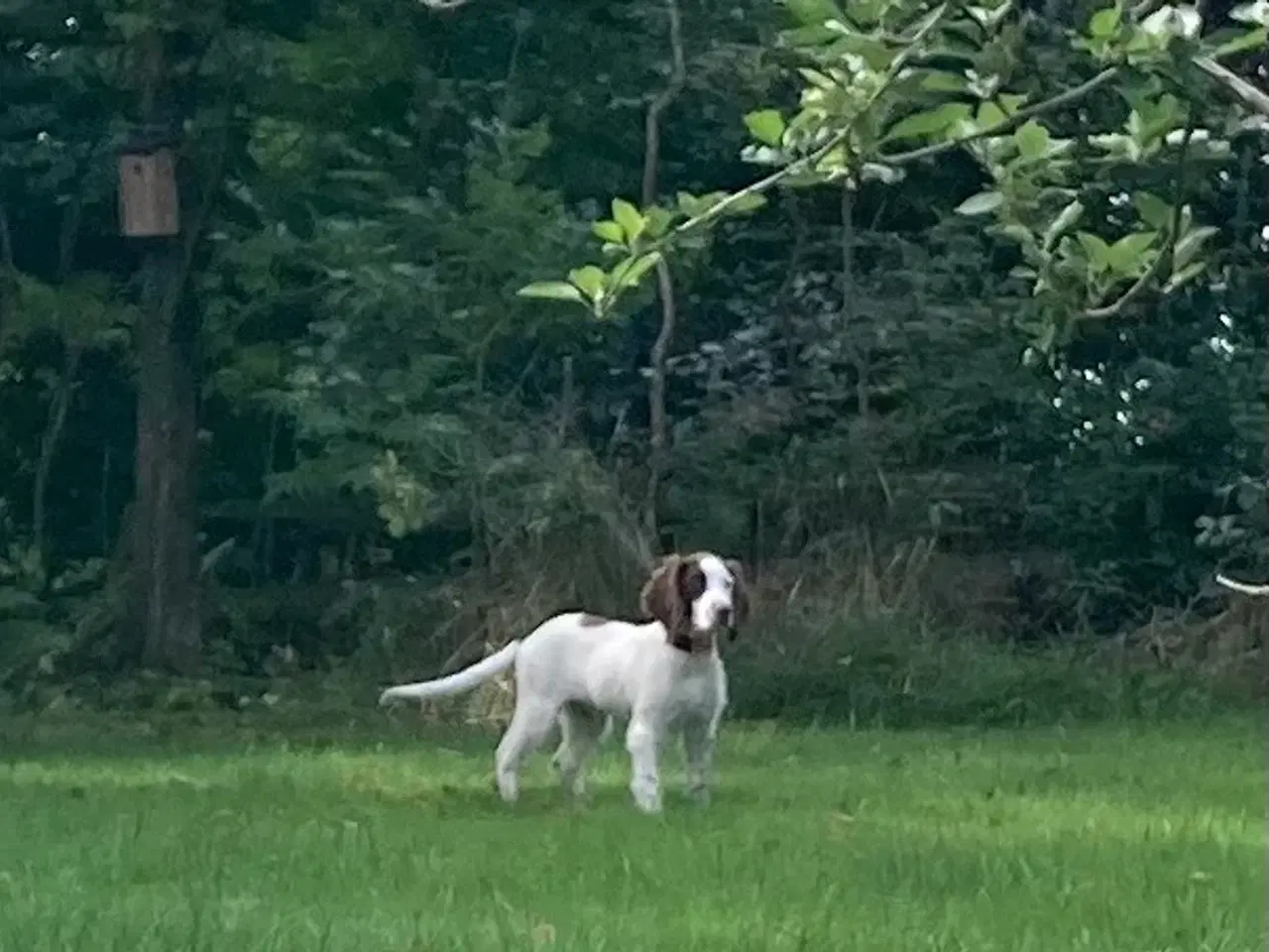 Billede 1 - Springer Spaniel 4. Mdr. Han
