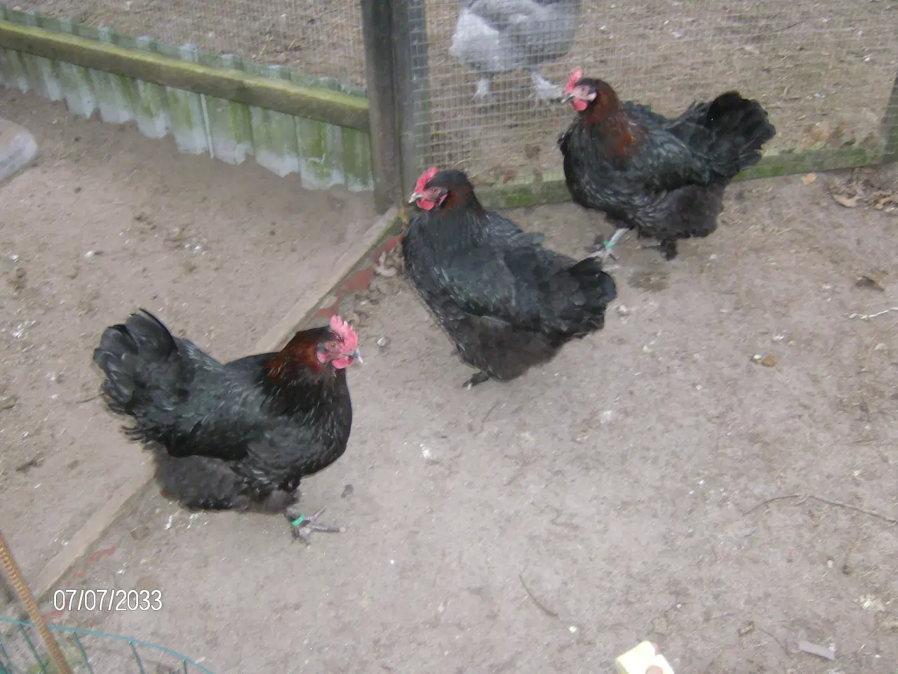 Billede 1 - Kyllinger / Rugeæg