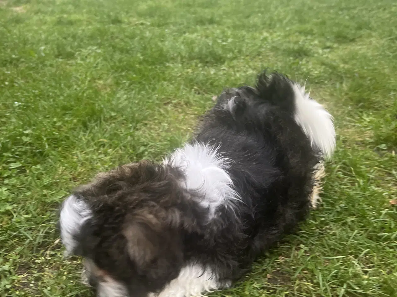 Billede 5 - Shih Tzu blandet race(sidste hvalpe