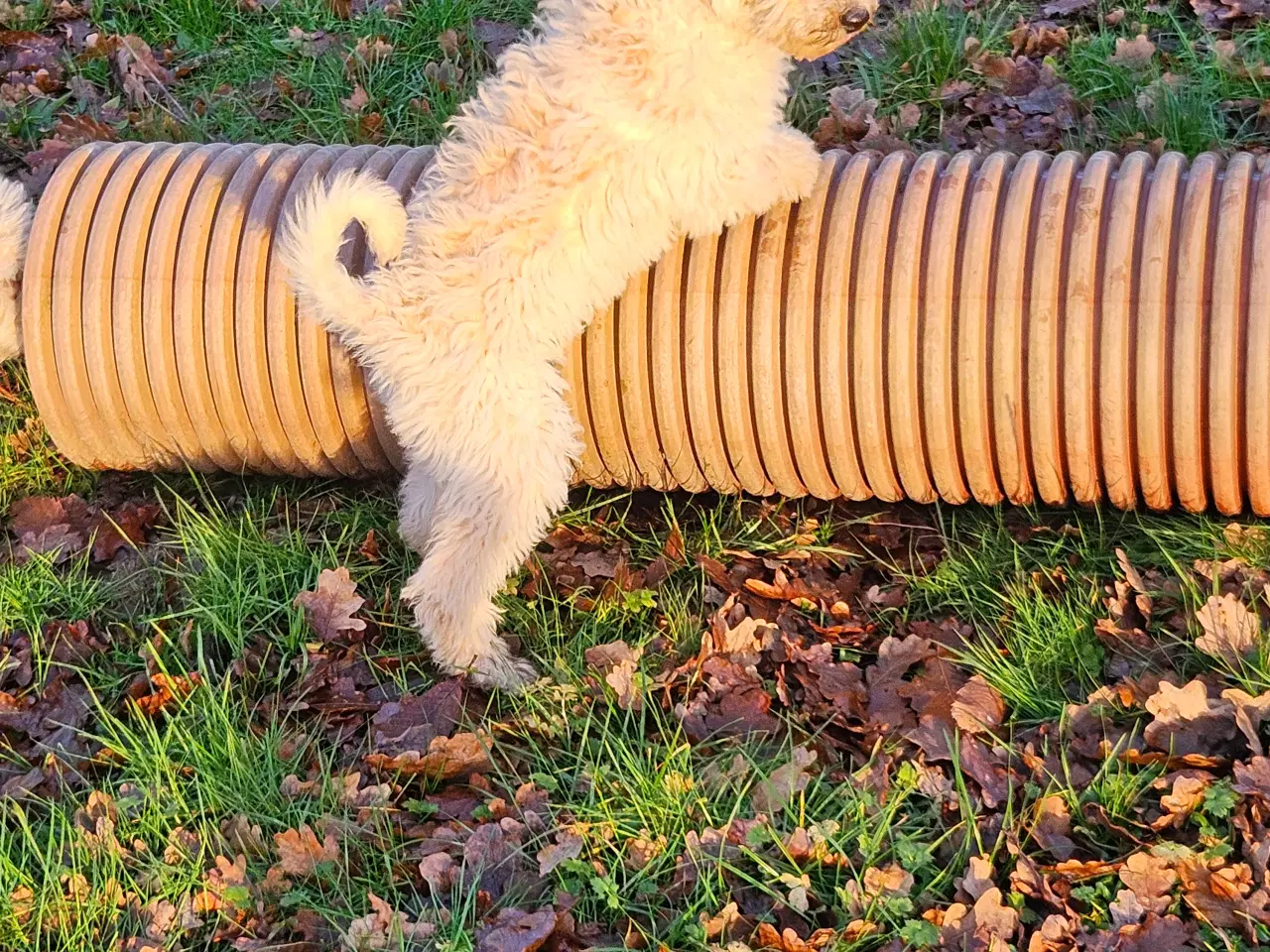 Billede 4 - Labradoodle  hvalpe 1 tæve og hanner