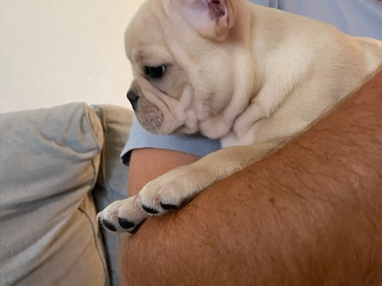 Billede 10 - Fransk Bulldog