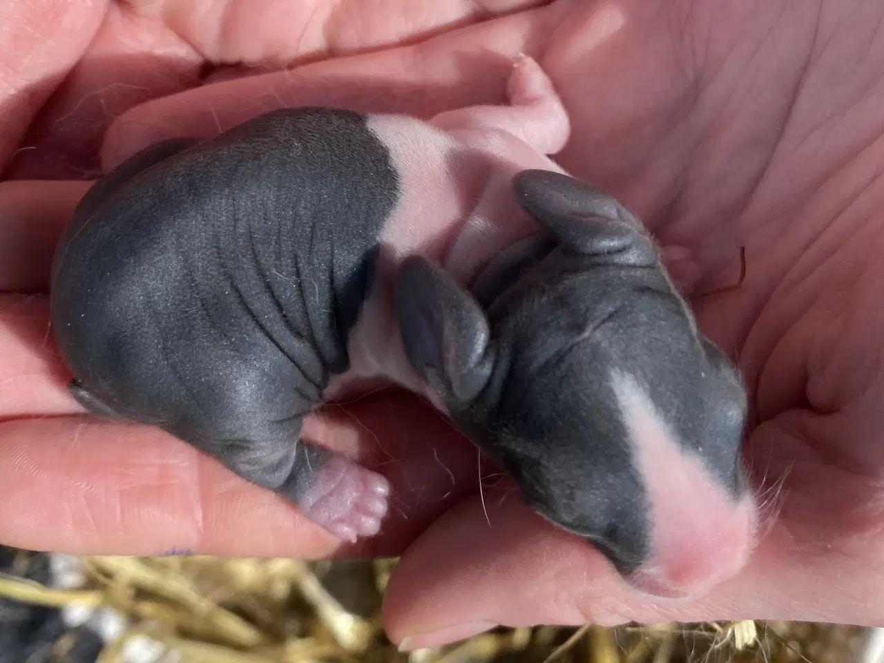 Billede 3 - HOLLÆNDER HAN SORT