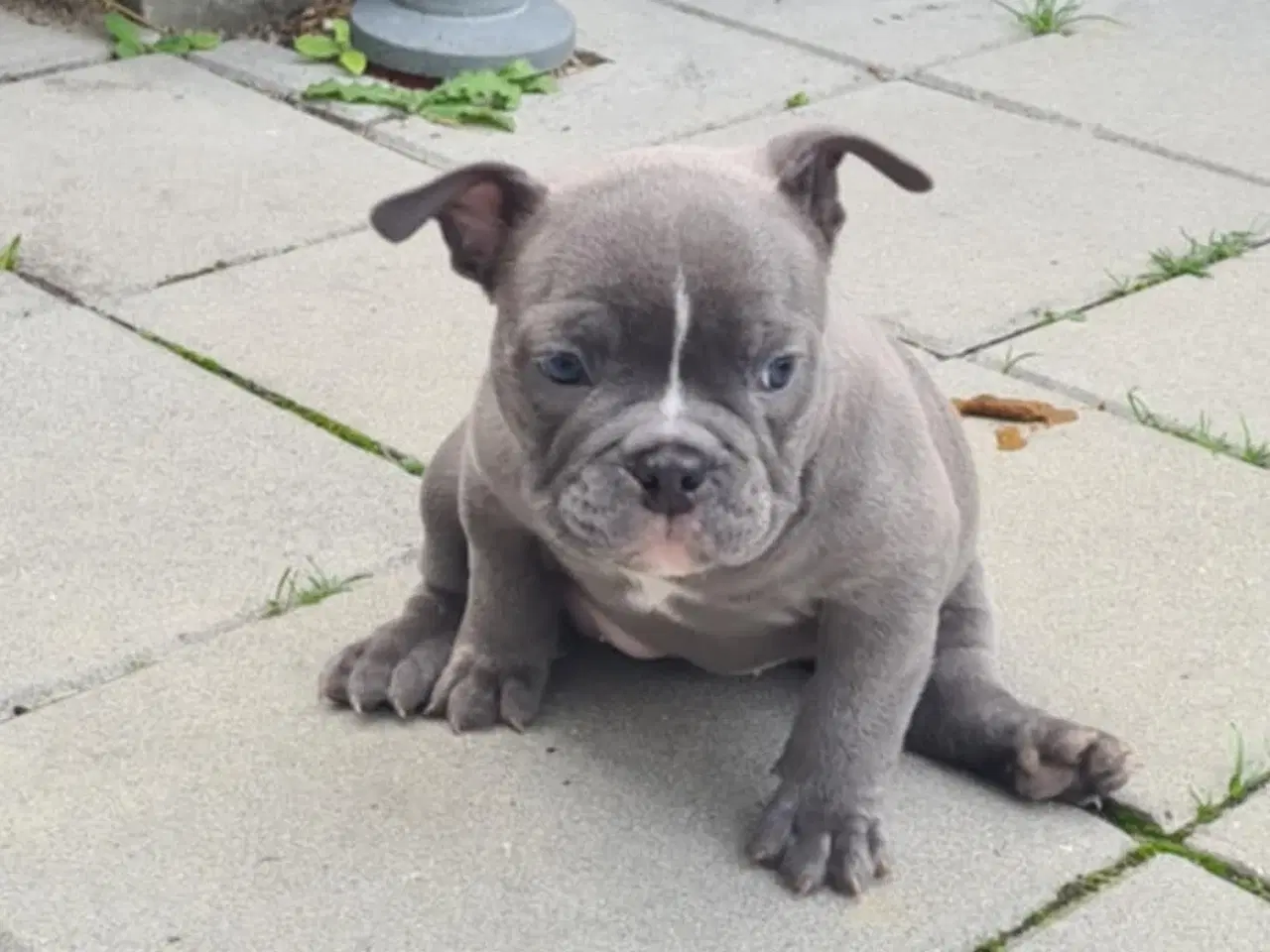 Billede 8 - American bully 