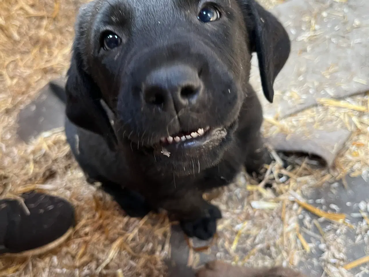 Billede 3 - Hundehvalpe labrador/broholmer/sanktbernhardshund