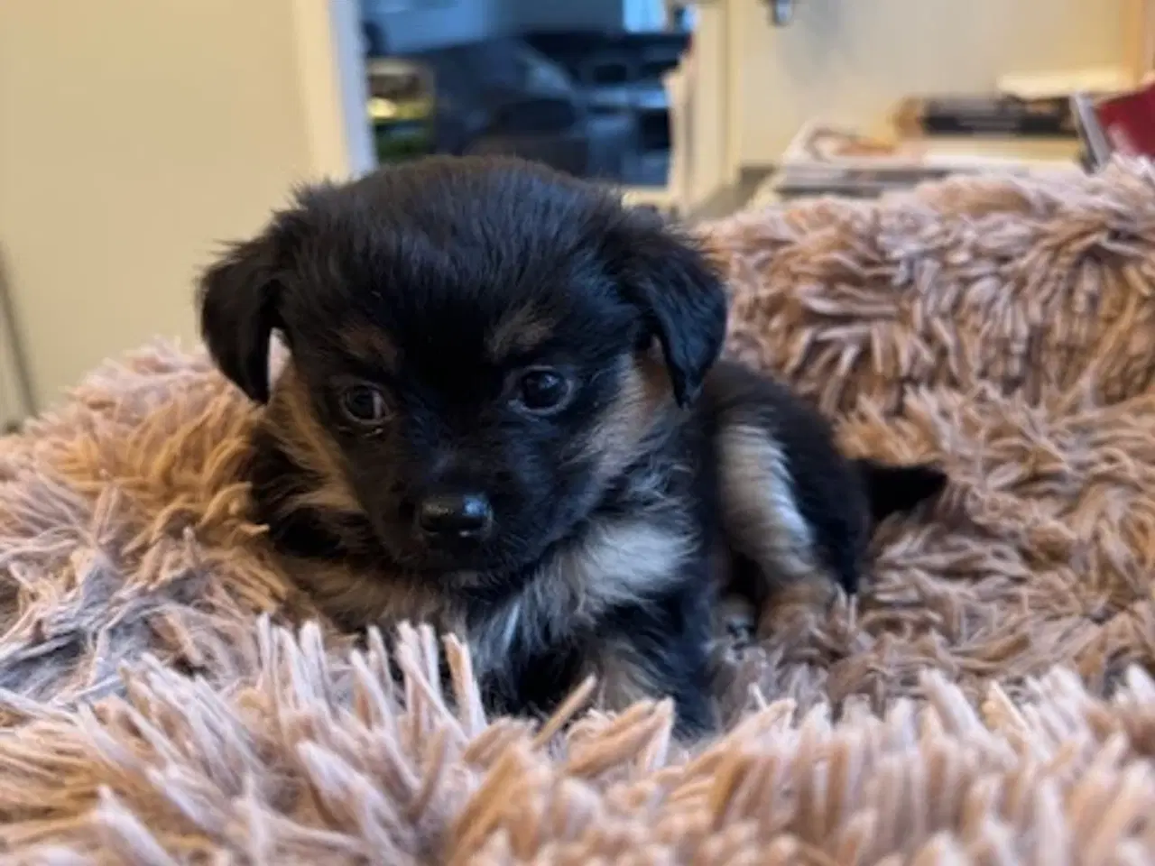 Billede 8 - Små uldtotter søger nyt hjem