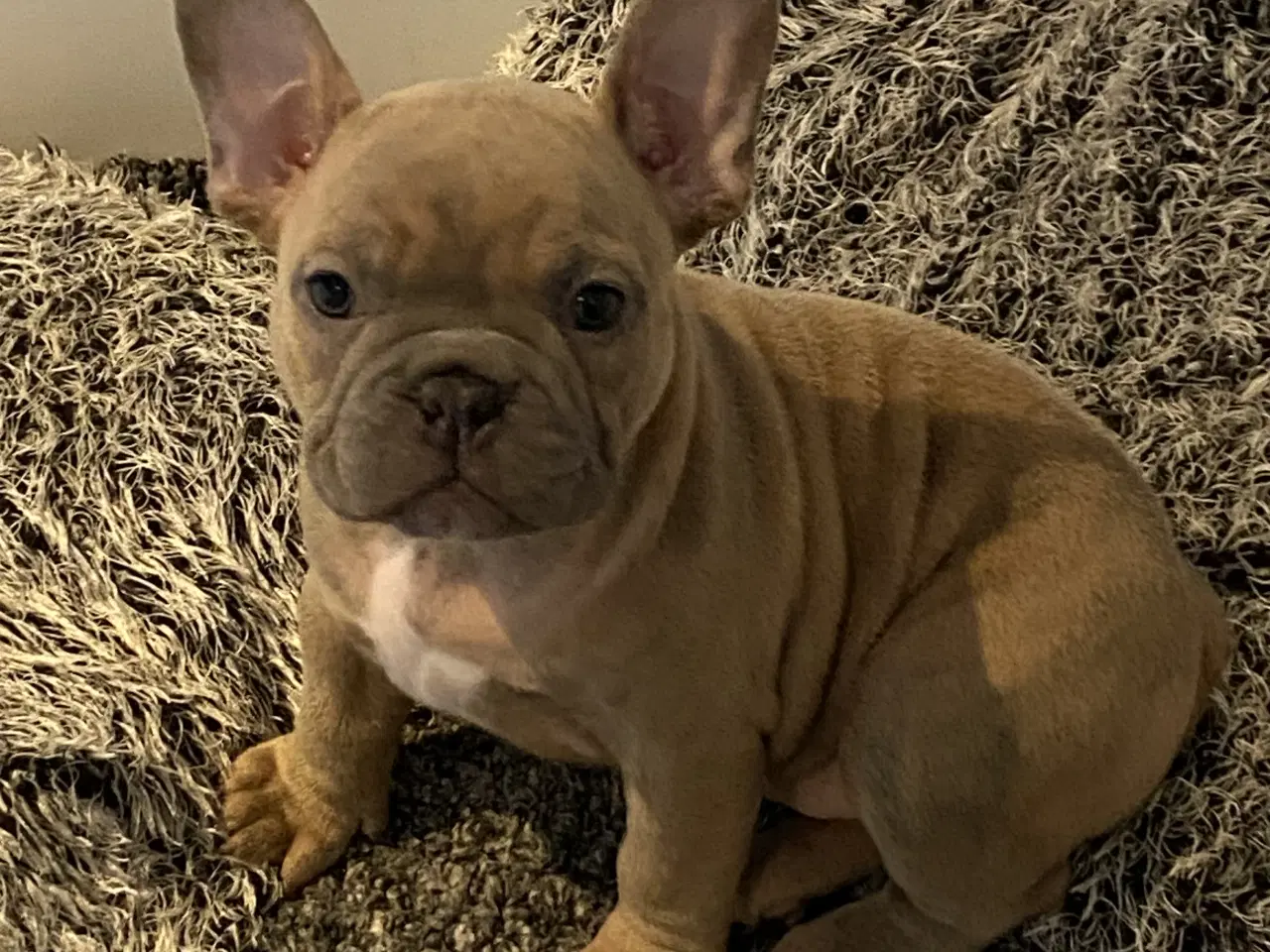 Billede 1 - Mini Bull Hvalp med stamtavle.