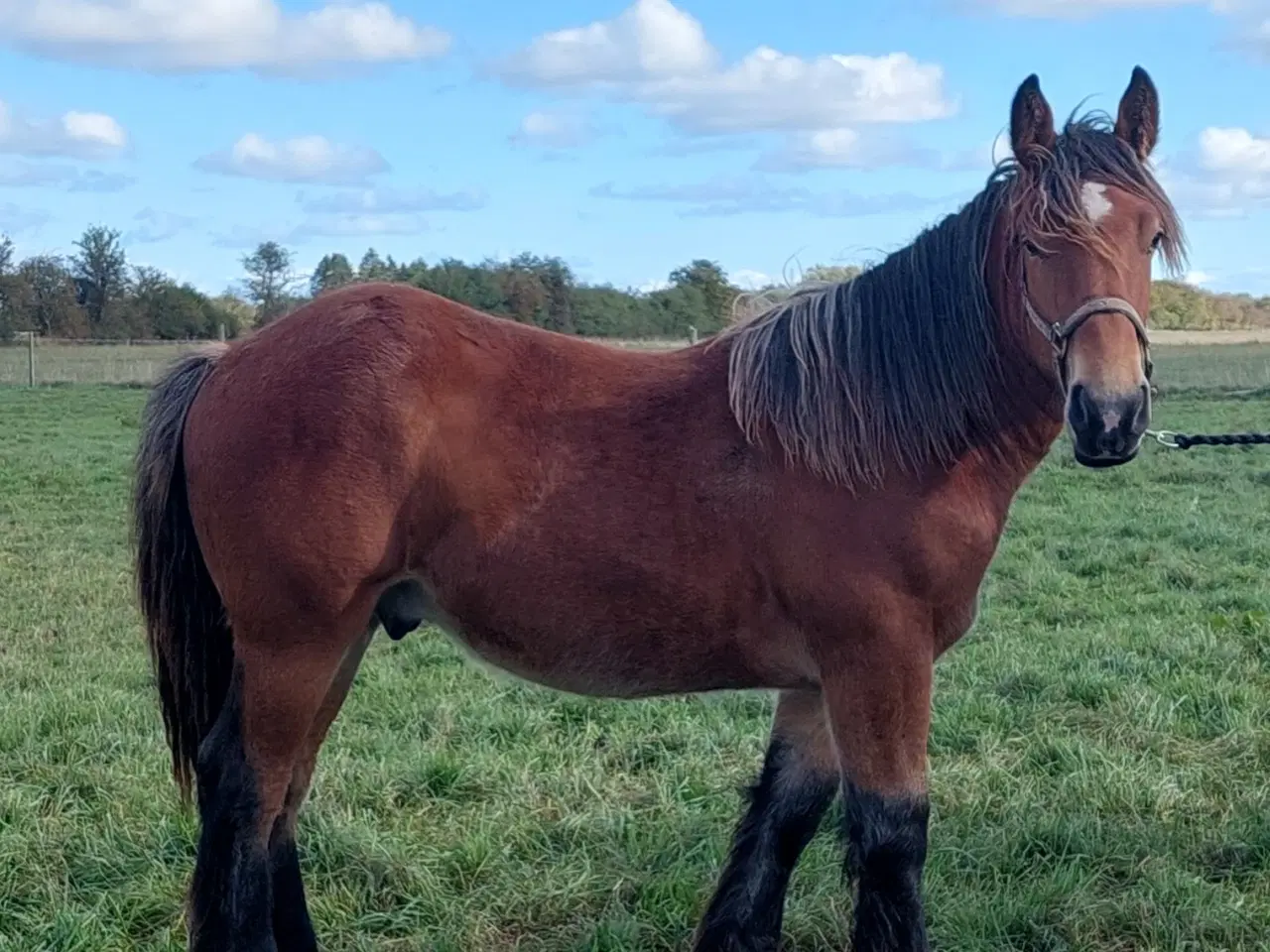 Billede 1 - 1 års hingsteplag belgier 