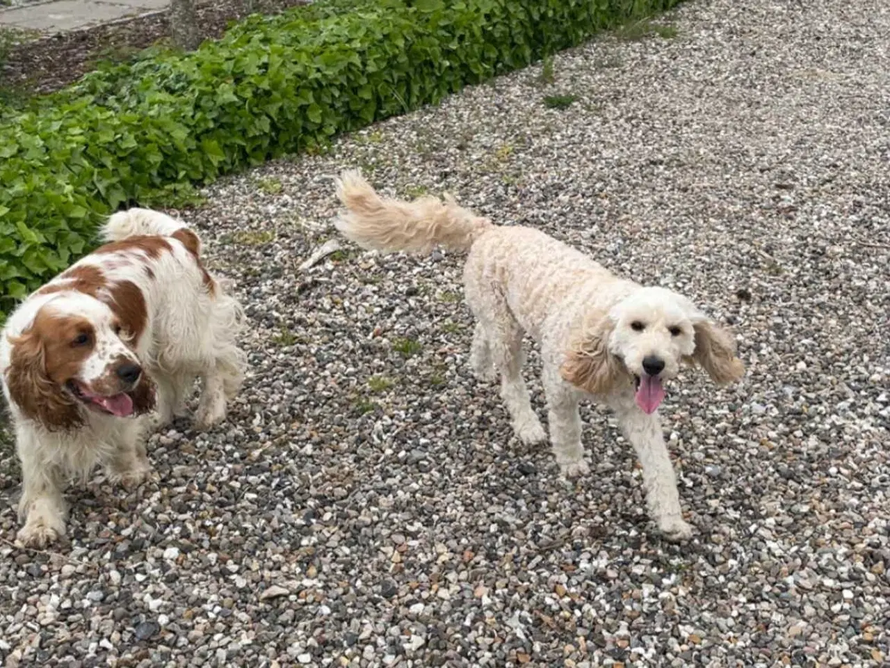 Billede 5 - Hjælp, jeg mangler et nyt hjem