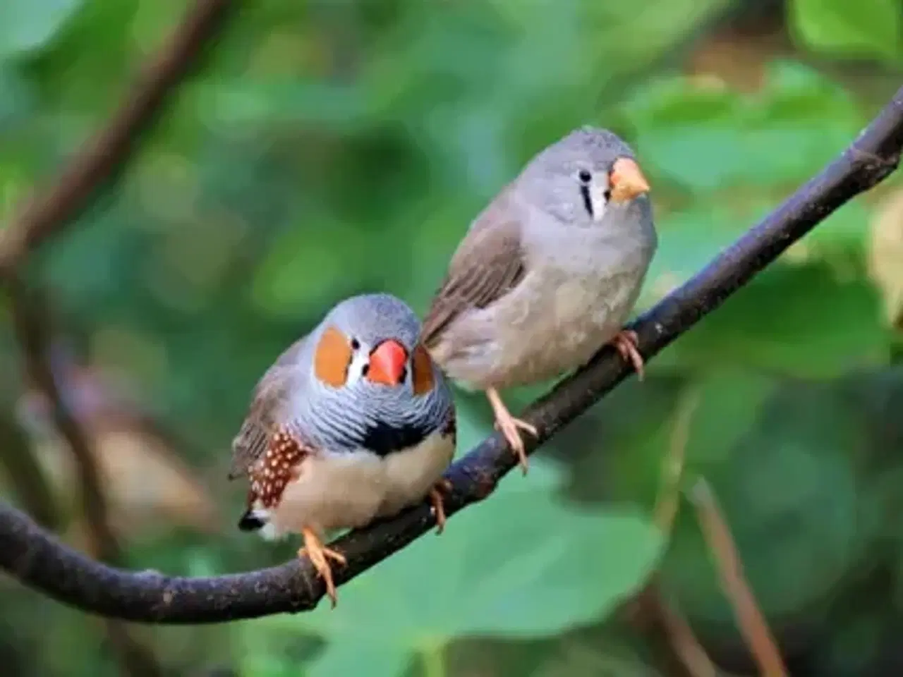 Billede 1 - Zebrafinker fra sidste år