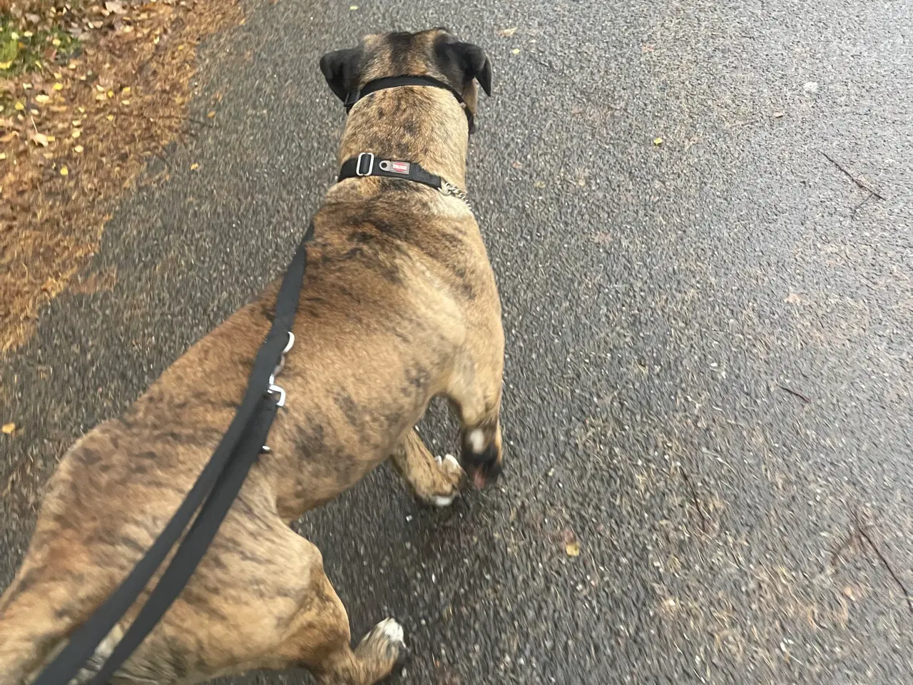 Billede 3 - Må jeg holde jul hos dig 🐕🐶