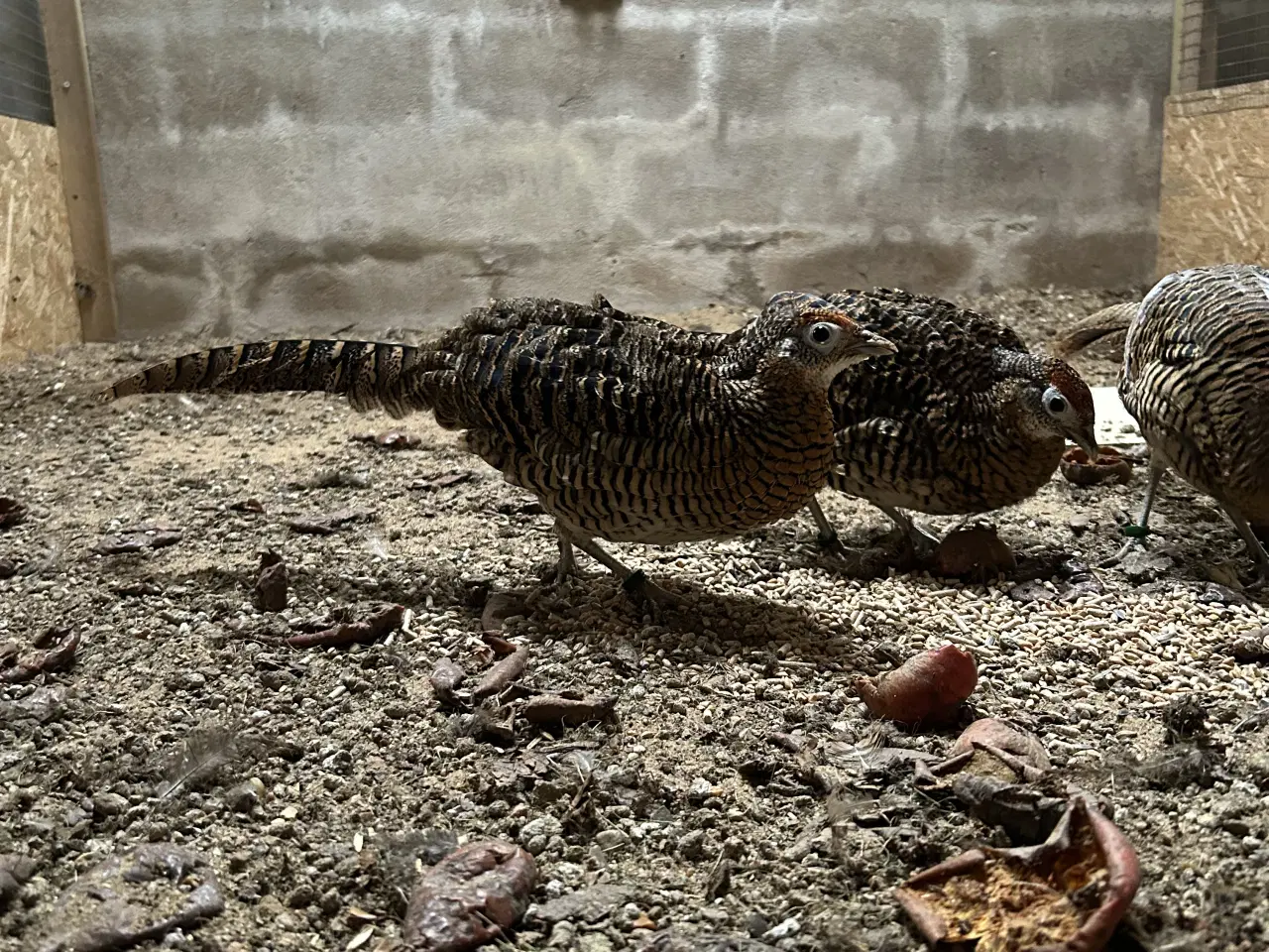 Billede 2 - Amherst og swinhoe fasan.