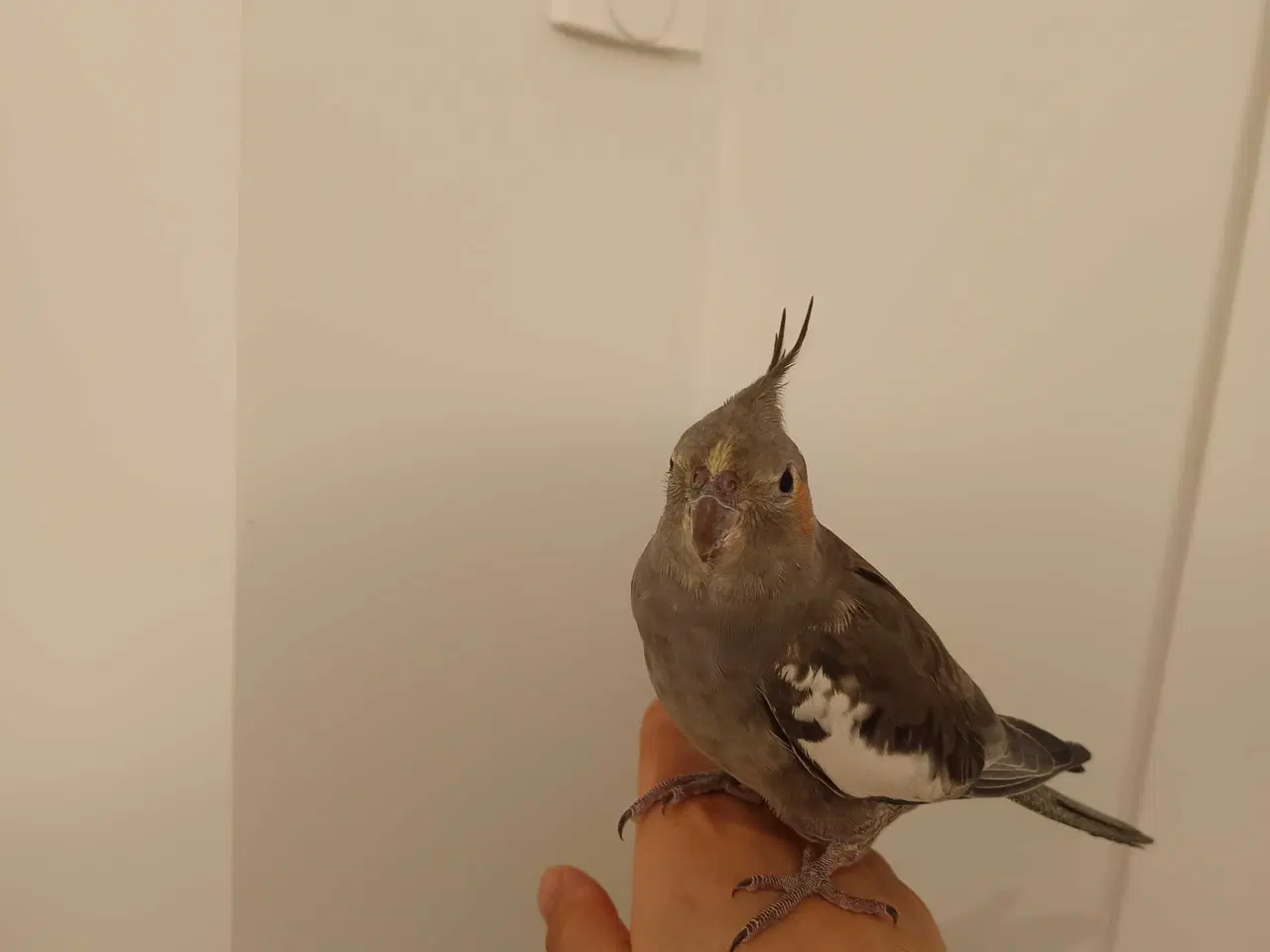 Billede 3 - Nymfeparakit o år