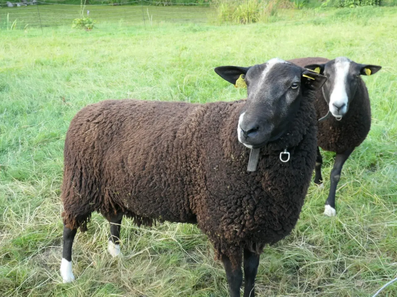 Billede 3 - Zwartbles Vædder, m3, stamtavle, vaccineret