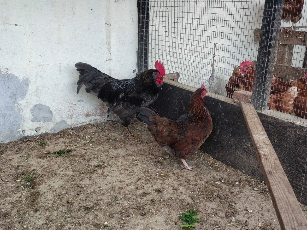 Billede 3 - Høns 