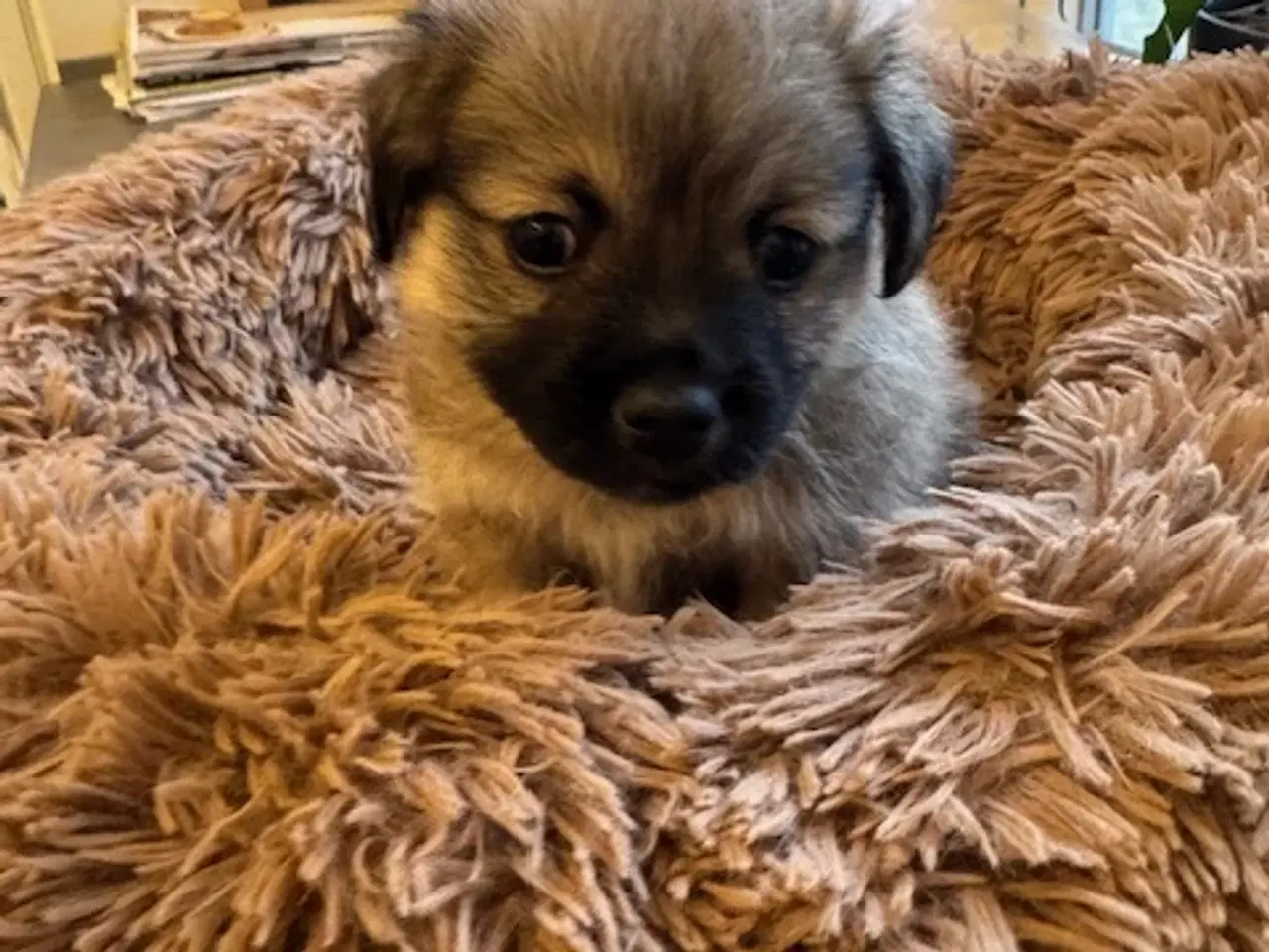 Billede 6 - Små uldtotter søger nyt hjem